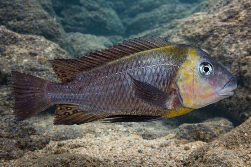 Petrochromis polyodon 'Cape Kachese'